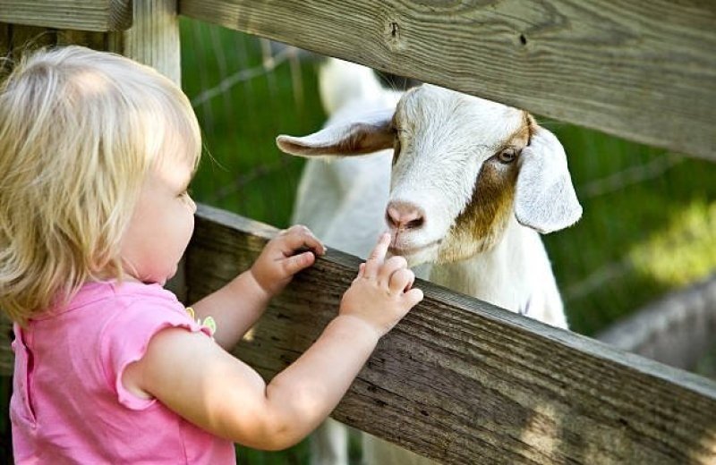 Petting Zoo