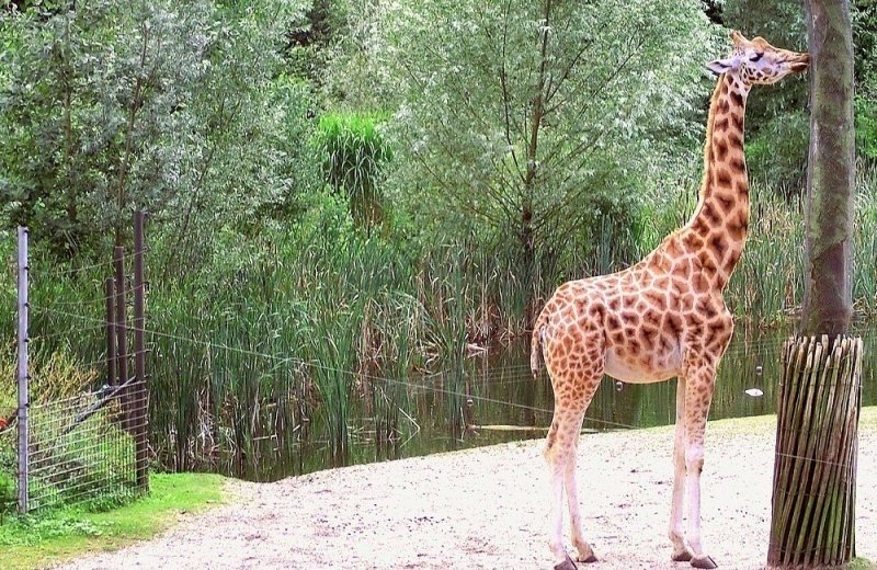 Burgers Zoo and Safari Park